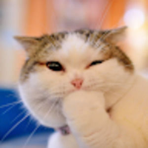 Meet your Posher, Charlotte